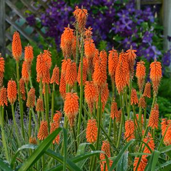Kniphofia 'First Sunrise' 