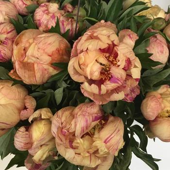 Paeonia 'Lollipop' (307805)