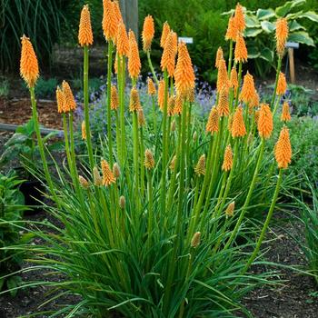 Kniphofia 'First Sunrise' (307806)