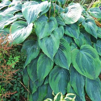 Hosta 'Devil's Advocate'