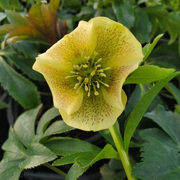 Helleborus orientalis 'Yellow Lady' 
