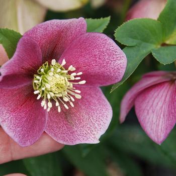 Helleborus 'Pink Parachutes' 