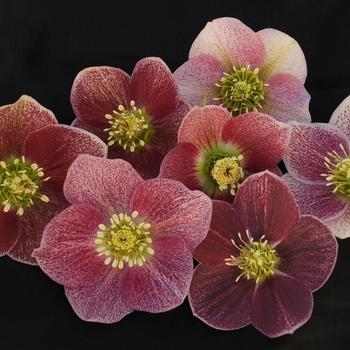 Helleborus Winter Thriller™ 'Pink Parachutes' (307812)
