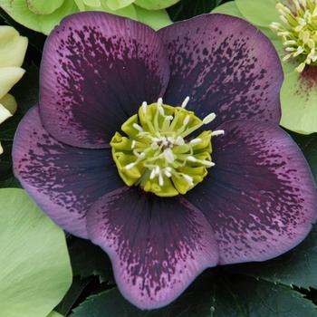 Helleborus 'Grape Galaxy' 