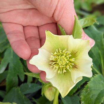 Helleborus orientalis 'Yellow Lady' (307815)