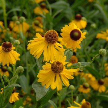 Helenium flexuosum 'Tiny Dancer' 