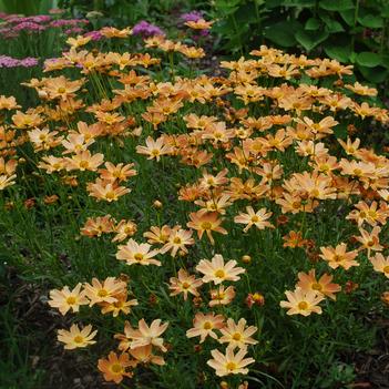 Coreopsis verticillata 'Sienna Sunset' 