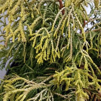 Chamaecyparis obtusa 'Thoweil' 