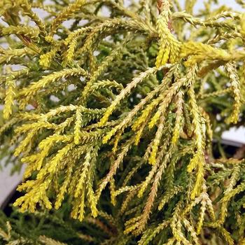 Chamaecyparis obtusa 'Thoweil' (307821)