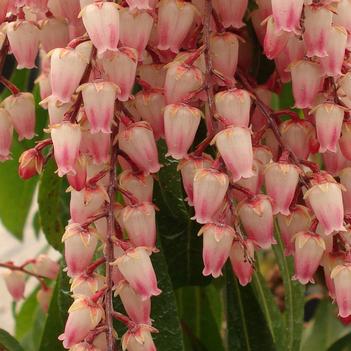 Pieris japonica 'Valley Rose' 