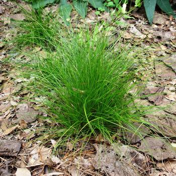 Carex eburnea '' (307824)
