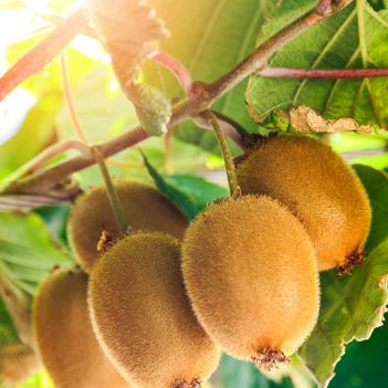 Actinidia chinensis 'Vincent' 