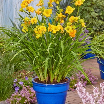 Hemerocallis 'Huhe01' PPAF