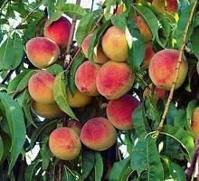 Prunus persica 'Majestic' 