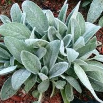 Stachys 'Bello Grigio' 
