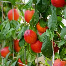 Prunus persica var. nucipersica 'Fantasia' 