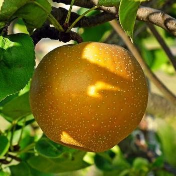Pyrus pyrifolia 'Hosui' 