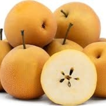 Pyrus pyrifolia 'Shinko' 