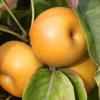 Pyrus pyrifolia