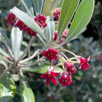 Pittosporum crassifolium
