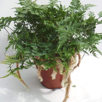 Davallia feejeensis