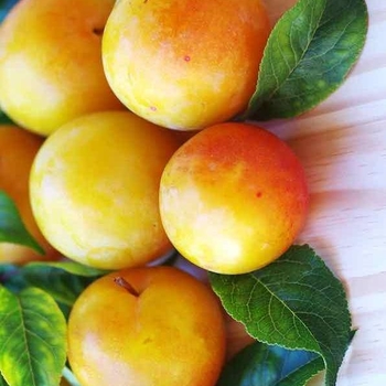 Prunus salicina 'Byrongold' 
