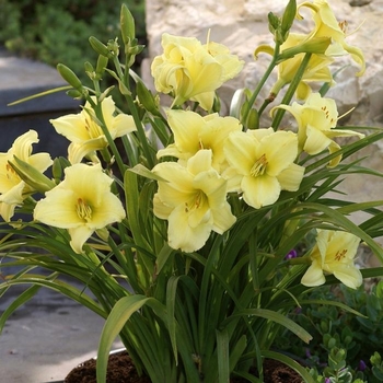 Hemerocallis 'Fragrant Returns' 