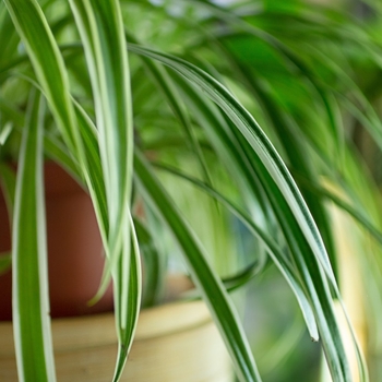 Chlorophytum comosum 'Vittatum' 