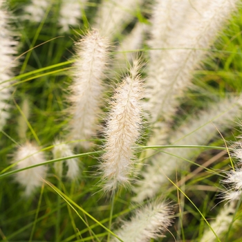 Pennisetum setaceum 'Alba' 