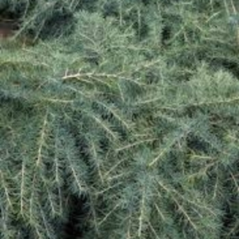 Cedrus deodara 'Feelin' Blue'' 