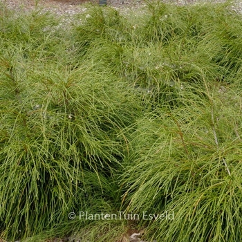 Thuja plicata 'Whipcord' 