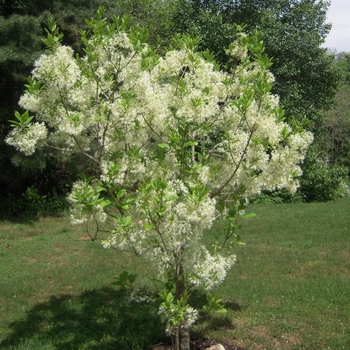 Chionanthus retusus 'Tokyo Tower' 