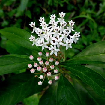 Asclepias perennis