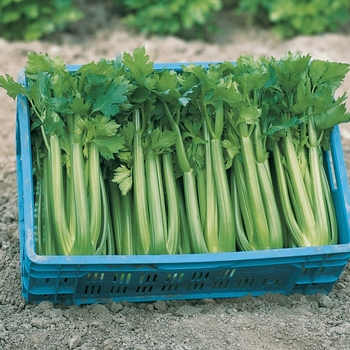 Apium graveolens var. dulce 'Tango' 