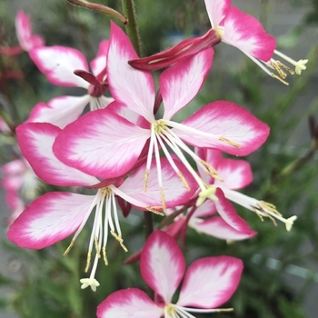 Gaura lindheimeri 'Rosy Jane' PP22290