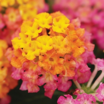 Lantana 'Sunset' 23,628