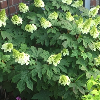 Hydrangea quercifolia 'Pee Wee' 