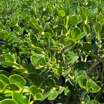 Carissa macrocarpa 'Emerald Blanket (Green Carpet)' 