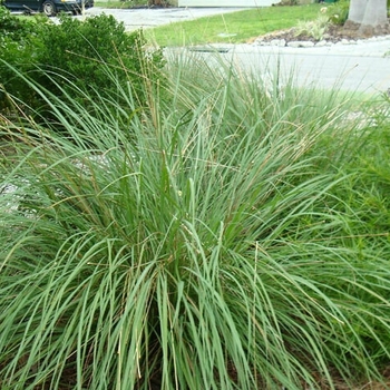 Tripsacum floridana