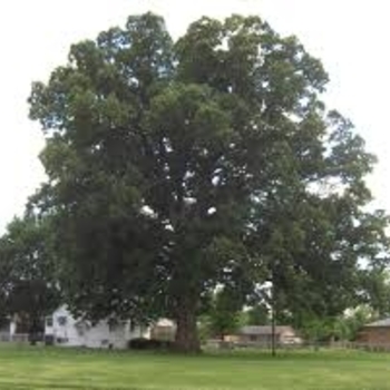 Quercus michauxii
