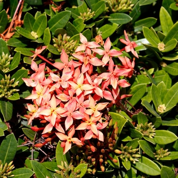 Ixora taiwanensis 'Petite Series' 