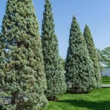 Cupressus arizonica var. glabra 'Blue Pyramid' 