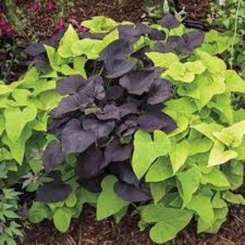 Ipomoea batatas