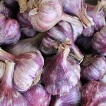 Allium sativum 'Inchelium Red' 