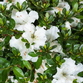 Rhododendron Satsuki hybrid 'Gumpo White'