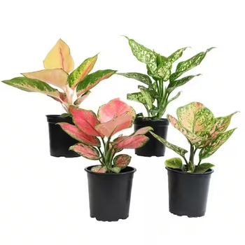 Aglaonema 