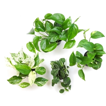 Epipremnum aureum