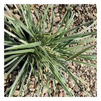 Liriope muscari 'Aztec Grass' 