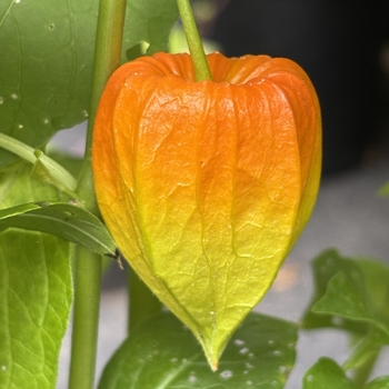 Physalis alkekengi