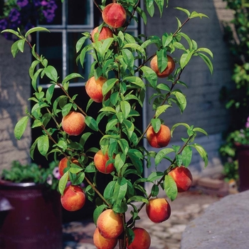Prunus persica 'Bonanza Miniature' 